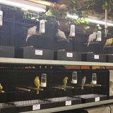 Aalten, Kleur en Fleur, vogelshow, 26 november 2016 015.jpg